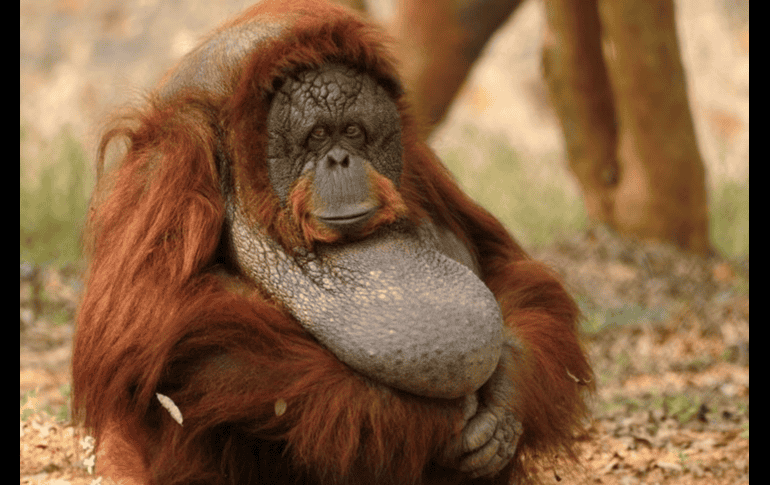 El inteligente comportamiento del animal salvaje ha llamado la atención de los científicos, quienes lo han comparado con el ingenio humano. ESPECIAL