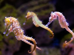 Desde el comienzo de este proyecto, se han liberado un total de dos mil 600 caballitos de mar. Unsplash