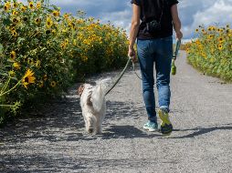 Al no realizar esta actividad, el perro no recibirá todos los beneficios que le aporta el pasear. UNSPLASH / D. Beausoleil