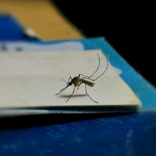 Con este ingrediente casero puedes ahuyentar los mosquitos de tu casa