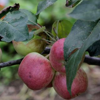 ¿Cuáles son los beneficios de comer manzana todos los días?