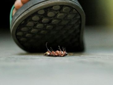 Estos bichos no tienen un hábitat en especial, por lo que pueden vivir prácticamente en cualquier lugar y en cualquier condición climática. ESPECIAL / Foto de Nowshad Arefin en Unsplash