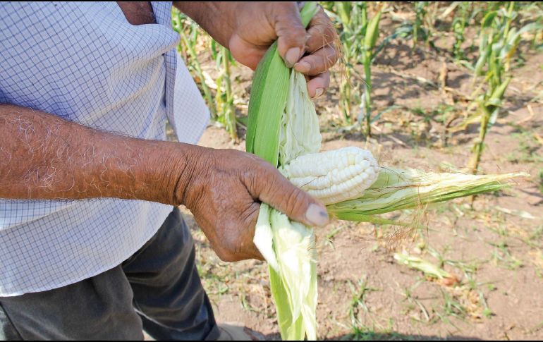 Estados Unidos argumenta que la comunidad científica internacional ha respaldado la seguridad de los cultivos genéticamente modificados durante décadas y ha criticado la decisión de México. SUN / ARCHIVO