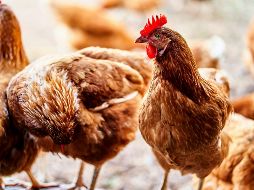 Preocupa cuando un virus como este empieza a infectar a múltiples especies de mamíferos. UNSPLASH / S. RUZZON