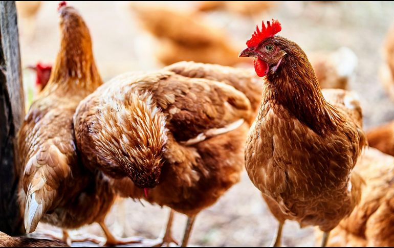 Preocupa cuando un virus como este empieza a infectar a múltiples especies de mamíferos. UNSPLASH / S. RUZZON