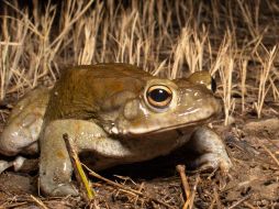 Veneno modificado del sapo del desierto de sonora contra la depresión ESPECIAL / NATURALISTMX