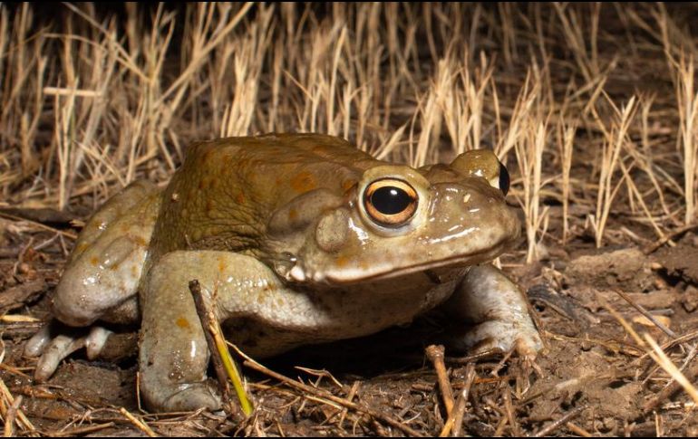 Veneno modificado del sapo del desierto de sonora contra la depresión ESPECIAL / NATURALISTMX
