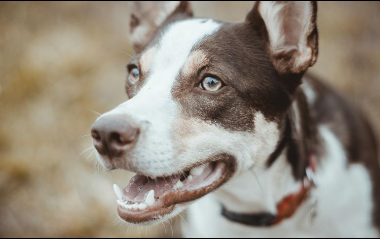 Aquí te dejamos algunas recomendaciones. UNSPLASH / B. NASCIMENTO