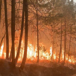 Combaten más de 100 brigadistas incendio en bosque de Mazamitla