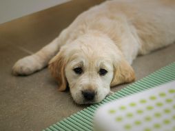 Estos son los cuidados que ayudarán a tu perro a salir de un golpe de calor. ESPECIAL / Unsplash  Ayla Verschueren