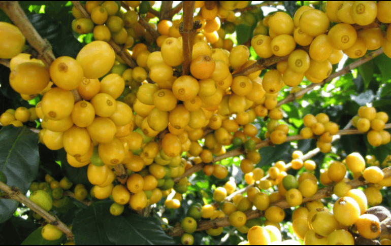 El nanche es una excelente fuente de proteínas, así como de vitaminas A y C. ESPECIAL/GOBIERNO DE MÉXICO