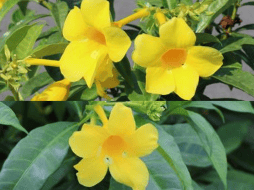 Akar Kuning con beneficios como antioxidantes, antibacterianos, antifúngicos y antiinflamatorios ESPECIAL / NPARKS.GOV