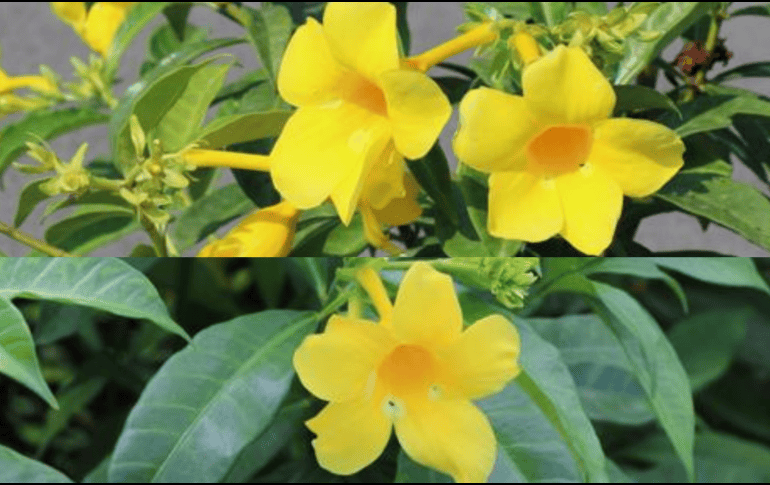 Akar Kuning con beneficios como antioxidantes, antibacterianos, antifúngicos y antiinflamatorios ESPECIAL / NPARKS.GOV