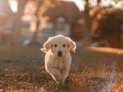 En el caso específico de los cachorros, ellos  necesitan salir con más frecuencia. UNSPLASH / C. CASTILLO