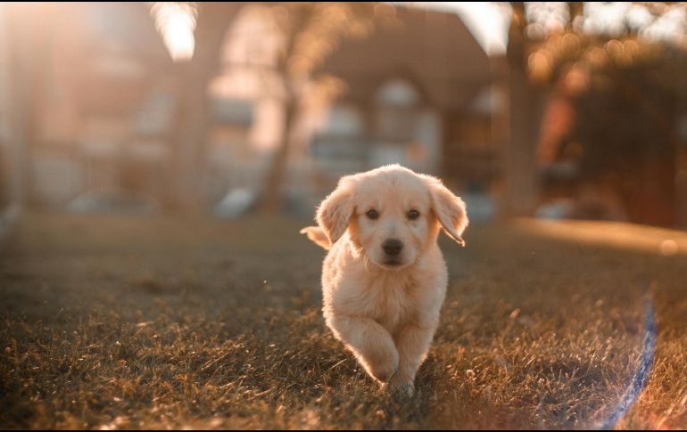 En el caso específico de los cachorros, ellos  necesitan salir con más frecuencia. UNSPLASH / C. CASTILLO