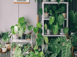 Ciertas plantas no solo añaden belleza a nuestros ambientes, sino que también contribuyen a disminuir la temperatura. Canva