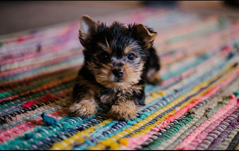 Los cachorros tienen que aprender a hacer sus necesidades fuera de casa. UNSPLASH / H. GRACE