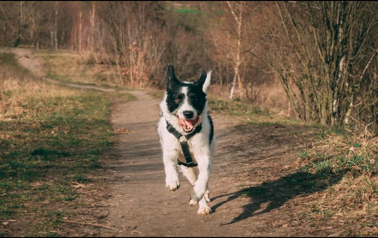 En general, los perros pueden correr a velocidades de hasta 40-45 km/h. UNSPLASH / R. GARCÍA