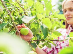 Conocer las frutas de temporada es importante para aprovechar sus aportes nutricionales al máximi. ESPECIAL/Foto de  Vitolda Klein en Unsplash