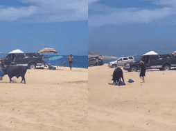 En el vídeo se escuchan los gritos en inglés de quiénes le decían que corriera, minutos antes de ser atacada por el animal. ESPECIAL.