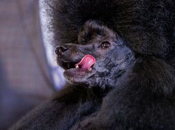 Sage es el mejor perro del mundo de acuerdo con esta competencia milenaria celebrada en Estados Unidos. EFE / SARAH YENESEL