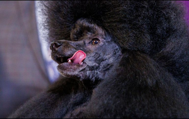 Sage es el mejor perro del mundo de acuerdo con esta competencia milenaria celebrada en Estados Unidos. EFE / SARAH YENESEL