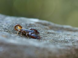 El verano se convierte en el ideal para que aparezcan plagas de insectos que pueden incomodarnos por su presencia, o contagiarnos enfermedades por su picadura. ESPECIAL / Foto de Wolfgang Hasselmann en Unsplash