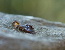 El verano se convierte en el ideal para que aparezcan plagas de insectos que pueden incomodarnos por su presencia, o contagiarnos enfermedades por su picadura. ESPECIAL / Foto de Wolfgang Hasselmann en Unsplash