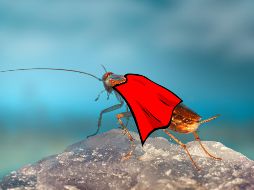 La cucaracha alemana es muy prolífica, sobre todo en temporada de calor. ESPECIAL / UNSPLASH E. Karits