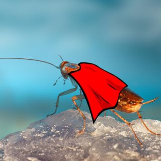 ¿Qué es una "súper cucaracha" y cómo eliminarla?