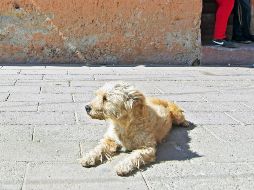 Recientemente se aprobó una reforma al Código Penal del Estado, conocida como Ley Rufo, que reconoce la figura de crueldad animal como un delito y castiga con penas de hasta 10 años de prisión.  EL INFORMADOR / ARCHIVO