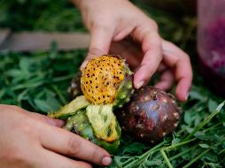 El fruto más esperado de estos meses ya está instalada en Zapopan. EL INFORMADOR / ARCHIVO