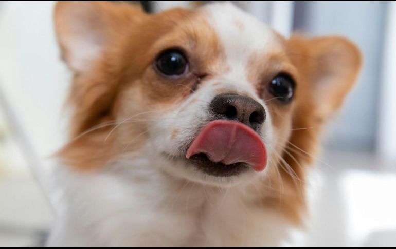 El lamido es una conducta que puede tener distintos significados. UNSPLASH / A. STORN