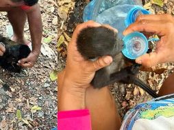 El periodista Ernesto Méndez menciona en sus publicaciones, que la situación se está desbordando, sobre todo del lado de Tabasco. ESPECIAL / X / E. MÉNDEZ