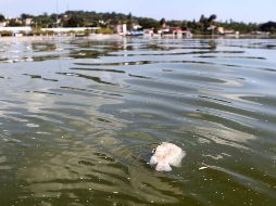 Ola de calor en Tabasco: A la muerte de los monos saraguatos se ha sumado ahora la mortandad de peces. EL INFORMADOR / ARCHIVO