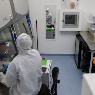 Descubren que piojos del cuerpo humano son potentes transmisores de la peste