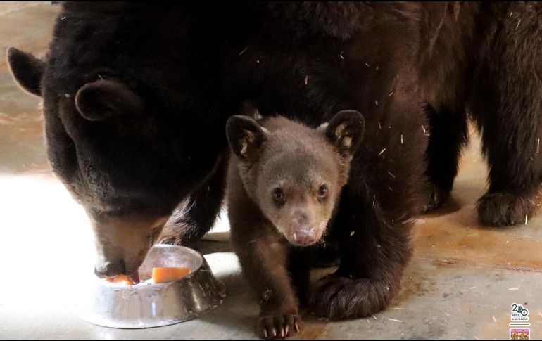 El nuevo integrante continuará por al menos un mes más alado de su mamá en cuarentena. ESPECIAL/ Zoológico de Morelia.