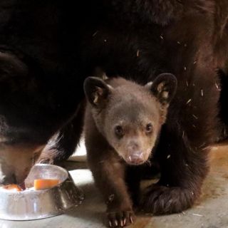 Este es el oso recién nacido del Zoológico de Morelia, especie en peligro de extinción (VIDEO)