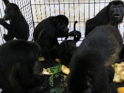 En el municipio de Comalcalco, en Tabasco, se ha registrado la muerte de al menos 100 monos aulladores debido a una ola de calor reciente.  AP / L. Sánchez