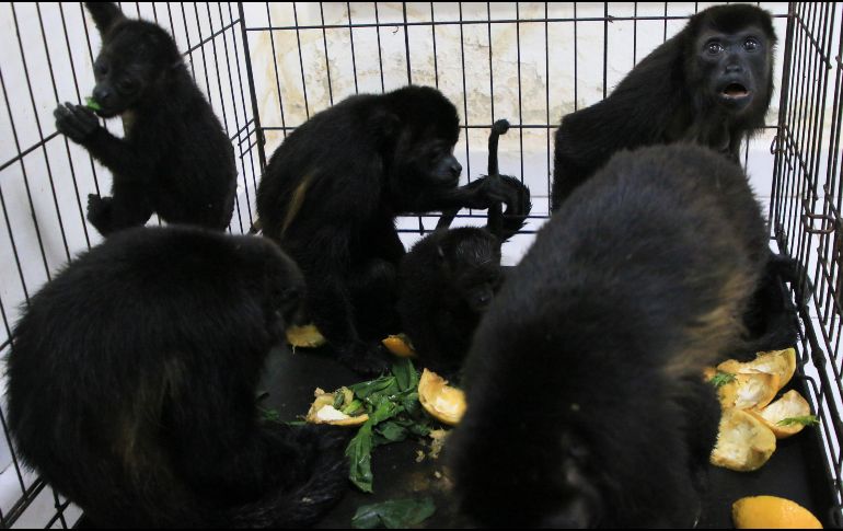 En el municipio de Comalcalco, en Tabasco, se ha registrado la muerte de al menos 100 monos aulladores debido a una ola de calor reciente.  AP / L. Sánchez