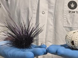 Esta enfermedad provoca una muerte rápida. EFE / ARCHIVO