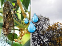 En México, sobre todo en áreas rurales, se tiene la creencia que estos pequeños insectos conocidos como chicharras o cigarras, 