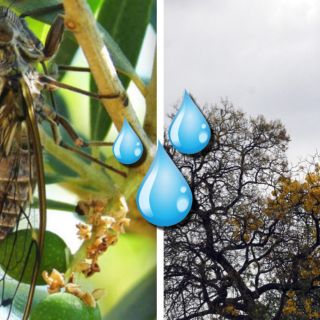 ¿Es verdad que las chicharras anuncian las lluvias?