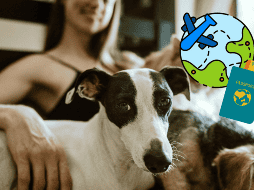 La nueva aerolínea BARK Air se está haciendo viral por ofrecer una increíble forma de viaje a los amigos peluditos. CANVA