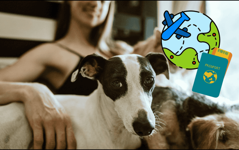 La nueva aerolínea BARK Air se está haciendo viral por ofrecer una increíble forma de viaje a los amigos peluditos. CANVA