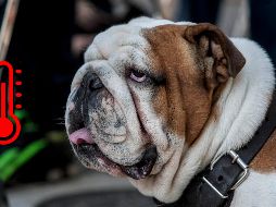 Es crucial no dejar a las mascotas encerradas en un auto con las ventanas cerradas, ni por un minuto, pues se deshidratan y sofocan de inmediato, con consecuencias que pueden ser mortales. EL INFORMADOR / ARCHIVO