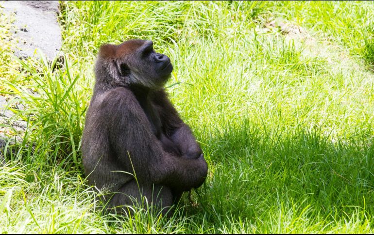 Algunos de los recursos por los que se ha optado es el empleo de hielo con fruta o, en el caso de los carnívoros, la sangre congelada. EL INFORMADOR/ ARCHIVO.