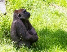 Algunos de los recursos por los que se ha optado es el empleo de hielo con fruta o, en el caso de los carnívoros, la sangre congelada. EL INFORMADOR/ ARCHIVO.