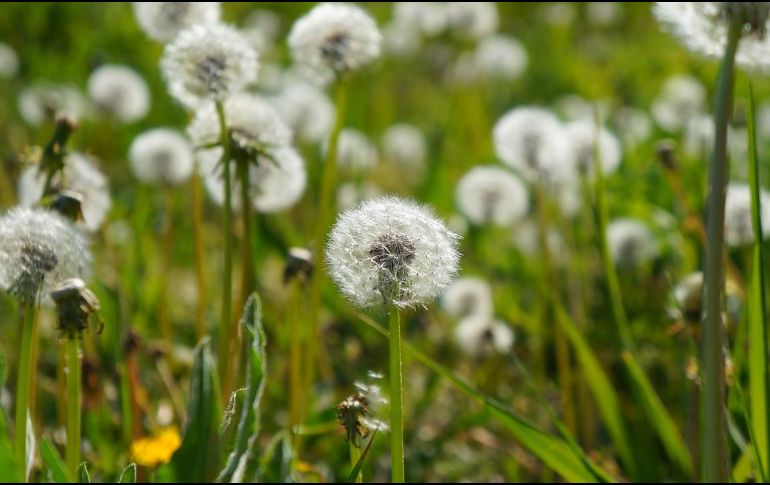 La microbiota intestinal, también conocida como flora intestinal, es un conjunto de bacterias que conviven juntas en el intestino de las personas. Pixabay.