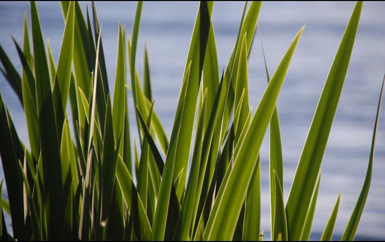 La planta de té de limón se puede cultivar en casa. ESPECIAL / Foto de Machteld Vermeer en Unsplash
